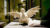 Das große Museum – "Das große Museum", Mehr als zwei Jahre hat sich Johannes Holzhausen im Kunsthistorischen Museum in Wien umgesehen. Der Film zeigt routinierte Handgriffe, vor allem aber lebhafte Mikrodramen, in denen die Arbeitskräfte als interessante Protagonisten hervortreten. Ein neugieriger, verschmitzt humorvoller Blick hinter die Kulissen einer weltberühmten Kulturinstitution. Der tägliche Routinebetrieb, in Bezug zur Tradition des Hauses.Regie: Johannes HolzhausenHergestellt in Zusammenarbeit mit dem ORF Film/Fernseh-Abkommen