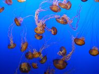 Man vs. Animal – Chrysaora jellyfish swarm.