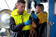 Re: – Während die Nachfrage nach dem Oktopus steigt, holen Fischer wie Alberto (li.) und Santiago Costra (re.) immer weniger Exemplare der Delikatesse aus dem Meer.