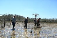Die Pythonjäger - Einsatz in den Everglades – L-R: Tom Cobb, Jay Starr, Gary Clark, Dusty Crum stapfen durch den Sumpf