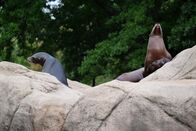 Bronx Zoo - Tierpark der Superlative – Sea lions on top of the rock.