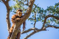 Terra X: Die ersten Menschen – Vor 13 Millionen Jahren lebte der Pierolapithecus in den weiten Urwäldern im Gebiet des heutigen Spaniens. Ist er der letzte gemeinsame Vorfahr von Menschen und Menschenaffen?