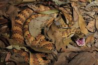 Australien – Todesottern erreichen meist eine Länge von 50 bis 60 Zentimeter, maximal etwa einen Meter. Sie leben in den Wäldern Australiens.