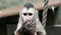 Zoo-Babies – Bei den Uganda-Giraffen im Tierpark bahnt sich eine Sensation an: Kuh Inge hat beschlossen ihr Kind im Freien zur Welt zu bringen. Die Pfleger hatten im Haus extra eine Geburtsbox vorbereitet. Doch die hochträchtige Inge hat es sich anders überlegt. Inmitten der Herde und vor den Augen der Besucher stürzt nach bangen Stunden des Wartens ein kleines Giraffen-Baby auf die Welt. Foto: Das Kapuzineräffchen Sina im Zoo Berlin.