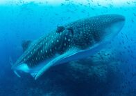 Der Blaue Planet – Der Walhai ist zwar der größte Fisch in den Meeren, er ernährt sich aber von den kleinsten Lebewesen im Wasser, dem Plankton.