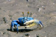 Die Sprache der Tiere – Tiere kommunizieren mit visuellen Signalen und körperlichen Bewegungen.
