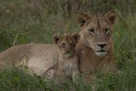 Killer Safari – Eine Löwenmutter und ihr Junges sitzen im Gras. (Earth Touch LTD)