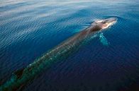 Pelagos - Welt der Wale – Walfisch im Ozean