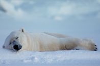 Skandinavien – Auch Eisbären brauchen selbst bei eisigen Temperaturen manchmal eine Auszeit.