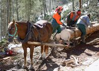 Wunderland – Holztransport mit Freiberger Pferden