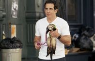 ... und dann kam Polly – Ein ungewöhnliches Haustier: Reuben (Ben Stiller) kann nicht glauben, dass Polly ein Frettchen zu Hause hat ...