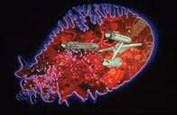 Raumschiff Enterprise – Darsteller Season: 02 Episode: 048 1967-68 Episodic Photo - The U.S.S.