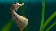 Big Pacific – Bei den Seepferdchen übernehmen die Männchen die Schwangerschaft.