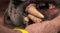 Der Jaguar - Herrscher des Dschungels – Jaguar teeth.