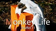 Monkey Life – Monkey Life (2019)