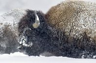 Yellowstone - Park der Extreme – Der älteste Nationalpark der Welt unter Extrembedingungen: Yellowstone im Winter.