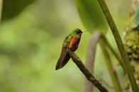 Terra Mater – Ein Rotbauch-Kolibri in Ruheposition