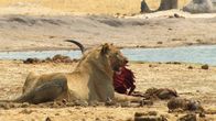 Cecil - Die Legende eines Königs – Cecils Schicksal hat die Notlage der Löwen auf der ganzen Welt bekannt gemacht. Vielleicht führt seine Geschichte dazu, sich mehr für den Schutz der bedrohten Raubkatzen einzusetzen. Das ist Cecils Vermächtnis. - Junger Löwe mit seiner Beute