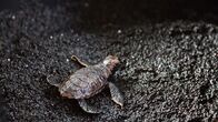 Wildes Hawaii – Standort: Hawaii Volcanos National Park, Big Island, Hawaii: Eine neugeborene Echte Karettschildkröte schlüpft aus ihrem Nest und macht sich auf den Weg ins Meer