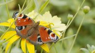 Einstein – Einstein Inspiration Schmetterling: Wie er unsere Probleme löst Schmetterling Copyright: SRF