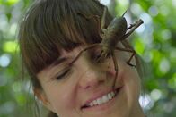 Neuseeland - Rivalen der Urzeit – Von ganz nah und auf Tuchfühlung mit einer riesigen weiblichen Weta auf dem Gesicht von Försterin Nicole Toki. Die Weta benutzt die Krallen an ihren Fußenden zum Klettern.