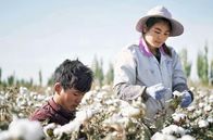 Die Farben Chinas – Die Farbe Weiß ist in China mit dem Herbst verbunden - der Zeit, in der auf den Baumwollfeldern die Ernte eingebracht wird.