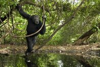 Tierische Freaks – On the savannas of Senegal, chimpanzees are hunting bush babies with spearlike sticks. This hothouse of chimp "technology" offers clues to our own evolution.