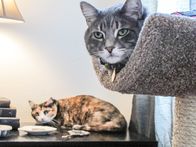 Der Katzenflüsterer – Daisy and Henry the cats inside the home.