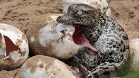 Wildes Südafrika – Das kleine Nilkrokodil ist gerade erst geschlüpft. Weitere Fotos erhalten Sie auf Anfrage.