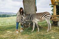 Frühling – Katja Baumann (Simone Thomalla) traut ihren Augen nicht: In Frühling wurde ein Zebra ausgesetzt.