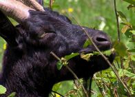 Netz Natur – NETZ NATUR Dem Teufel vom Karren gesprungen Natürliche Landschaftspfleger: Durch ihren grossen Appetit auf Sträucher und Büsche, wie hier der Haselnussstrauch, verhindern die Ziegen eine Verwaldung der von ihnen genutzten Bergwiesen.