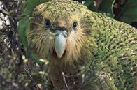 Vulkane in Neuseeland – Der Kakapo ist der einzige flugunfähige Papagei der Welt und vom Aussterben bedroht.