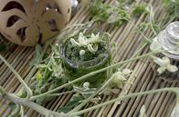 Zu Tisch ... – Aus den Blättern des Moringa-Baumes hat Waël Toto ein Pesto gezaubert.