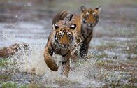 Kampf der Tiger – Sawai Madhopur, Rajasthan, India - Teera races through the shallow water of the lake while Bhola watches her.