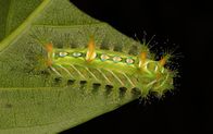 Chinas wilde Königreiche – Raupe