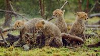 Terra X: Serengeti – Wenn es regnet, ist es für Geparde besonders schwer zu jagen. Dann bleiben die vier Jungen einer Gepardin oft hungrig.