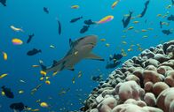 Die Rückkehr der Korallen – Im Mai 2023 besuchte Pristine Seas die südlichen Line Islands, ihr erstes Ziel im Rahmen der globalen Expedition. Das Team reiste zu den Inseln Flint, Vostok und Millennium, um das Ökosystem zu untersuchen und mehr über die Widerstandsfähigkeit der Riffe zu erfahren. (Foto von Manu San Félix / National Geographic Pristine Seas)