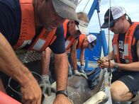 Haie an Land – GULF OF MEXICO, ALA.- Marcus Drymon (Left) leads his team to secure a hammerhead shark down to a sling while Dauphin Island Sea Lab graduate student Trey Spearman (Right) prepares to tag the shark's dorsal fin.