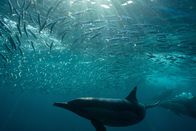 Jäger des Riffs – Drei Große Tümmler schwimmen auf einen Schwarm Sardinen zu. (Earth Touch)