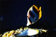 Atlantis – Mi, 10.12., 06:40 Uhr