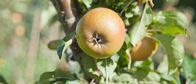 Schnittgut. Alles aus dem Garten – Stockfotografie Cox 's Orange Pippin-Apfel