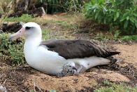 Tierisch gute Eltern – Eine der Mütter bleibt immer zurück, um ein Auge auf das Küken zu haben, während die andere auf Nahrungssuche geht.