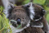 Australien – Nicht allen jungen Koalas stehen rosige Zeiten bevor: Vielerorts sind Australiens Teddys sehr selten geworden oder komplett verschwunden.