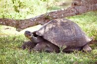 Wunder des Pazifiks – Giant tortoises were once common on most of Earth’s continents. (NHNZ Ltd.)