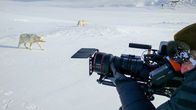 Polarwölfe – Geduld ist bei Tierfilmern generell gefragt, aber die Polarwölfe von Ellesmere haben Kameramann Ivo Nörenberg auf eine besonders harte Probe gestellt.