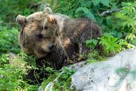 Expeditionen: Die Rückkehr der Bären – Braunbärin mit ihrem wenige Monate alten Jungen in Slowenien