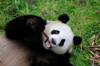 Panda, Gorilla & Co. – Alle sind im Panda-Fieber: Zoodirektor, Tierpfleger, Berliner, Touristen und Zoobesucher. Alle freuen sich gleichermaßen auf die Ankunft der knopfäugigen kuschligen Pandabären aus China. Das neue Panda-Paar zieht von Chengdu nach Berlin um. Der Zoo glich in den letzten Monaten eine Großbaustelle, denn eine neue Anlage mit einer eigens eingerichteten Quarantänestation wurde für die Pandas gebaut. - Jiao Qing.