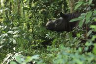 Terra Mater – Das Sumatra-Nashorn, mit seiner roetlich-braunen Farbe, gilt als kleinster Vertreter der Nashoerner und hat einen sehr guten Geruchs -und Gehoersinn. Mit weniger als 100 Exemplaren weltweit gilt es als extrem gefaehrdet.