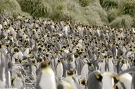 Antarktika – Königspinguine auf Macquarie Island. Jedes Tier hat so viel Platz, wie der Schnabel reicht.