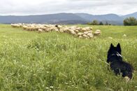 Das Schicksal der Schäfer – Die Dokumentation begleitet ein Jahr lang sechs spanische Schäferinnen und Schäfer aus verschiedenen Generationen, die in unterschiedlichen Regionen Spaniens leben.